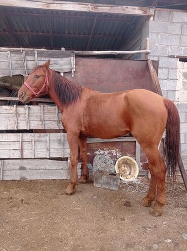 Кемирүүчүлөр: Сатам | Жылкы (эркек) | Жумушка — 3