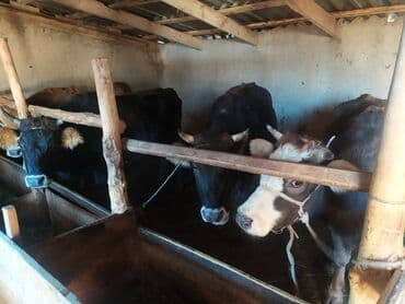 дойный коров: Продаю | Корова (самка) | Полукровка | На откорм | Привязанные — 1