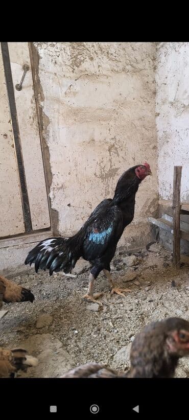 петух адлер: Продаю | Петух | Бойцовая | Для разведения — 2