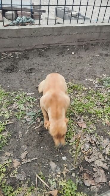 Ит кууту: Собака среднего размера, коренастого телосложения. Окрас рыжий — 7