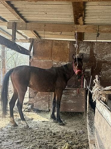 обстрел собак: Продаю | Кобыла (самка) | Конный спорт — 1