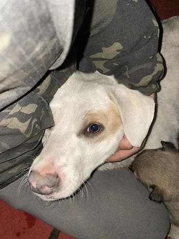 Лабрадор-ретривер, 6 месяцев, Самец, С прививкой