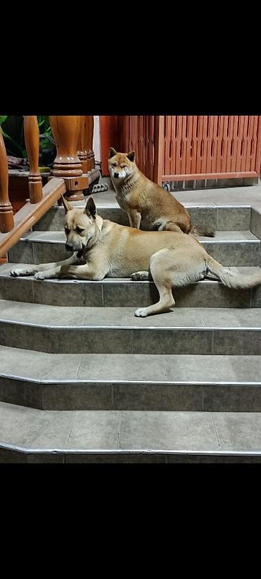 ит атаар: В районе рынка Кудайберген пропала собака. рыжий. кобель в холке 60 см — 3