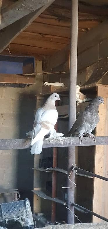 охотничьи собаки купить: Породистые голуби все породы и возраста декоративно- все очень — 4