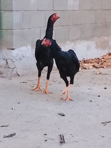 быки бычки: Продаю | Куры | Бойцовая | Для разведения — 3