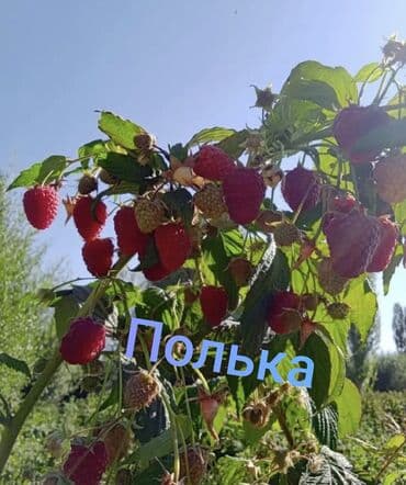 малина саженцы полька: Саженцы малины Полка (Polka) — ремонтантный сорт - Крупные — 2