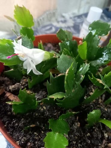 поделки на осень: Декабрист (Schlumbergera) — комнатный кактус с плоскими членистыми — 1