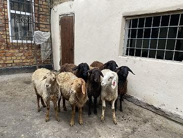 ящик для фрукты: Продаю | Овца (самка) | Для разведения — 1