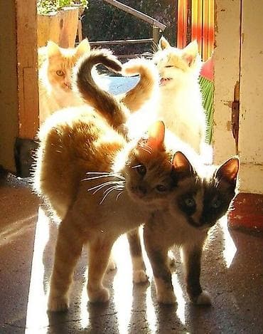 🐾 Кототерапия на дому 🐾 Иногда лучшее лекарство от усталости и at lalafo.kg 🐾 Кототерапия на дому 🐾 Иногда лучшее лекарство от усталости и