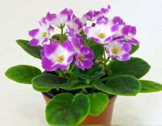 рассада помидоров купить: 🌱🌺🌱 Продаю сортовые ДЕТКИ стандартных фиалок🌱🌺🌱. Для заказа пишите или — 26