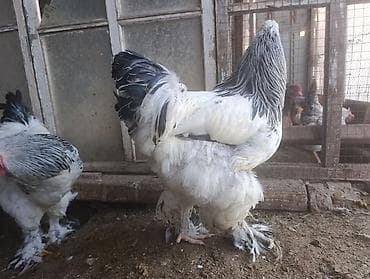 яйцо брамы: Продаю | Куры | Брама | Для разведения — 6