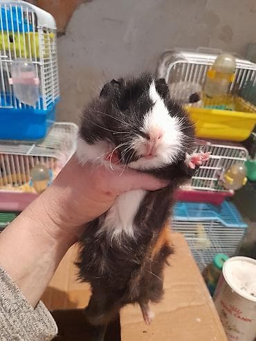 день сяпина: Морские свинки, мальчики и девочки, возраст 2,5 месяца — 8