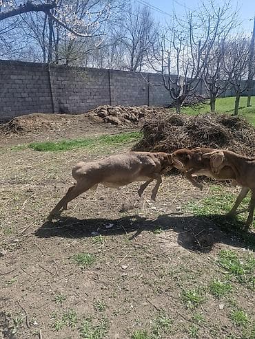 жирный баран: Продаю | Баран (самец) | Для разведения | Племенные — 10