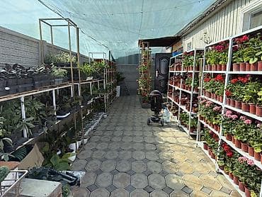 Комнатные и уличные растения в горшках - Большой выбор цветущих и