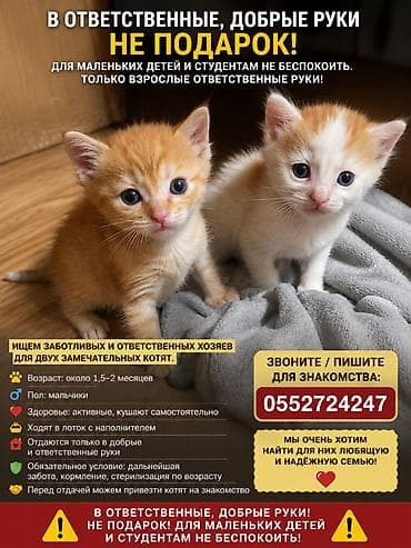 ph down: Кошка даром: Беспородная, Мальчик — 3