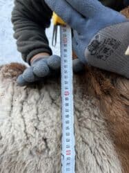 купить собаку немецкую овчарку: Продаю | Баран (самец) | Арашан | Для разведения | Племенные, Осеменитель — 9