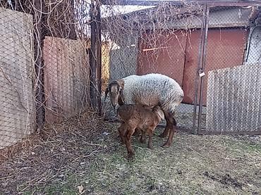 швиц бычки: Продаю | Овца (самка), Ягненок | Арашан | Для разведения | Матка — 5