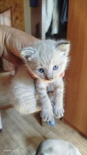 кошка котёнок: Котёнок с голубыми глазами и кремово-серебристым окрасом — 2