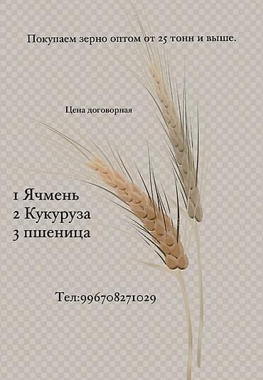 кукуруза: Закупаем зерно оптом от 25 тонн и выше. Ищем поставщиков следующих — 1