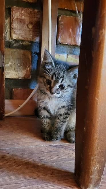 Кошки: Отдам котёнка в добрые руки 🐾 Маленькая девочка, очень милая и — 1