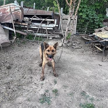 купит корги: Собака даром: Овчарка, 2 года, Самка — 3