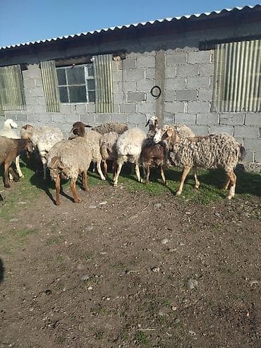 гусьи: Продаю | Овца (самка) | Полукровка | Для разведения | Племенные — 4