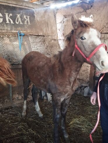 продажа кормов для сельскохозяйственных животных: Продаю | Жеребенок | Конный спорт — 1