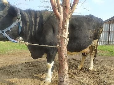 Индюки: Продаю | Корова (самка) | Для молока | Привязанные — 3