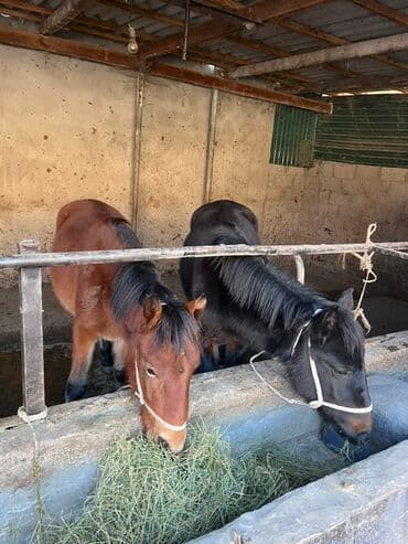племенные коровы молочные купить: Продаю | Жеребенок | Для разведения — 6
