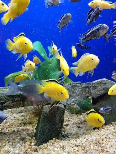 террариум для черепахи сухопутной купить: Аквариумные рыбки - Цихлиды ( американские и африканские), на любой — 2
