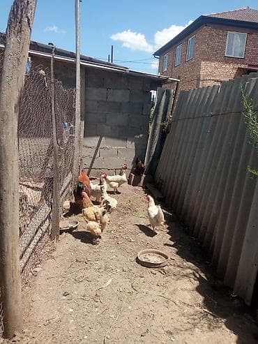 животные птицы: Продаю | Куры | Домашняя | Несушки — 1