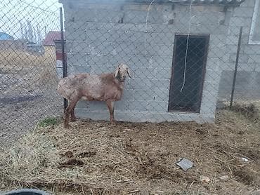 кролики каракол: Сатам | Кочкор (эркек) | Арашан | Көбөйтүү үчүн | Жасалма жол менен боозутуу — 1