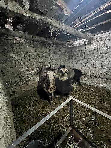 животные: Козулар сатылат — 2