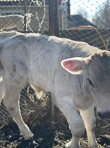 Продаю | Бык (самец) | Швицкая | На откорм | Племенные