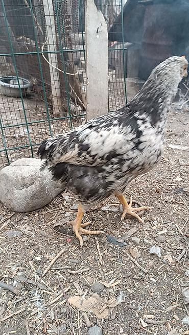 цена попугая какаду: Продаю ТОЛЬКО ПЕТУШКОВ!!! 3 мес по 300 с 6 шт. НЕ ПОРОДА!!!с — 3