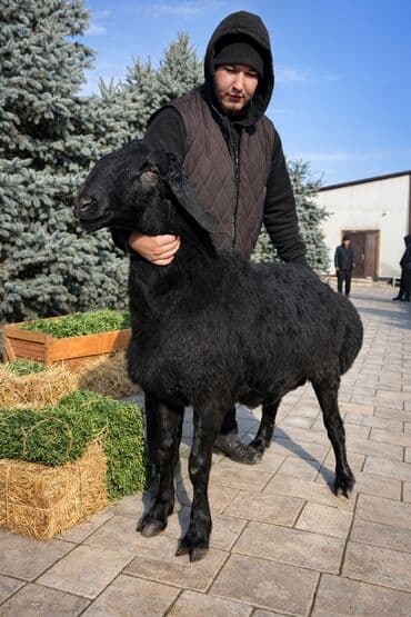 купить корову голштинской породы: Продаю | Баран (самец) | Арашан | Для разведения | Племенные — 1