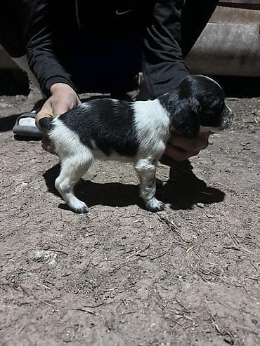 бенгальская кошка домашняя: Щенок, черно-белый окрас с пятнами. Компактное телосложение, короткая — 2