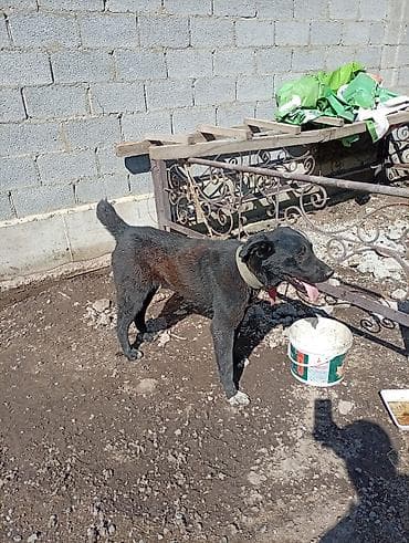 лягушка живая: Алабай отдаю даром — 2