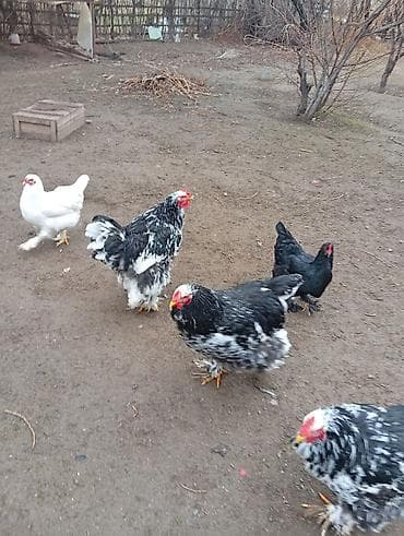 фазан ош: Птицы — 1