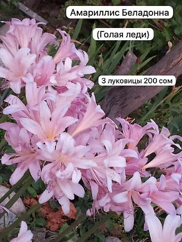 гулдор роза: Галантус: 50 сом. Оптом (от 20 шт и более): цветущая луковица 35 сом — 5