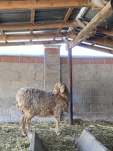 кой сойгуч: Продаю | Овца (самка) | Для разведения — 4