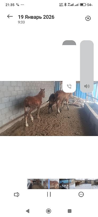 французский баран: 3 эркек. 1 ургаачы тайлар сатылат — 4