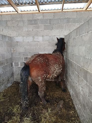 Другие животные: Продаю | Жеребенок | Для разведения — 10