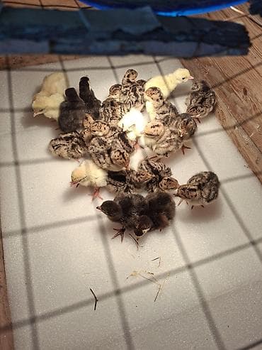 аквариум продаю: Продаю | Индюшата | Бройлерная | На забой — 2