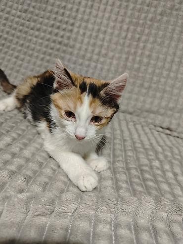 где продают котят: 3 месяца, Девочка — 4