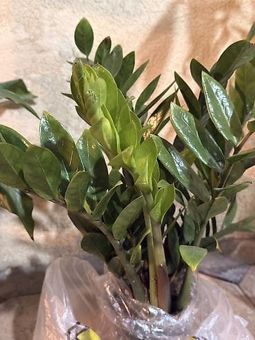 долларовое: Замиокулькас (долларовое дерево) - Компактный куст с несколькими — 1