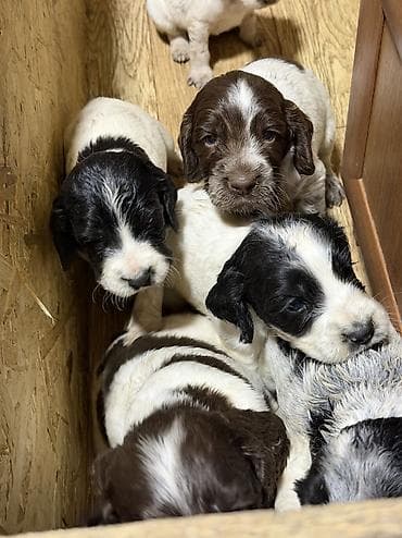 спониель: Русский охотничий спаниель! Предлагаются к бронированию щенки — 2