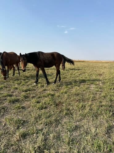 тюк пресс: Продаю | Жеребенок, Кобыла (самка), Жеребец | Кара Жорго | Для разведения, На забой, Рабочий — 2
