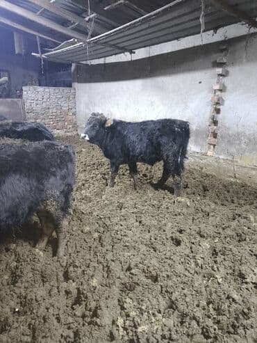 Башка жаныбарлар: Продаю бычки Каракольские возраст от года,на откорм аппетит у всех — 1