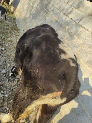 купить корову швицкой породы: Продаю | Бык (самец) | Полукровка | На откорм | Привязанные — 3